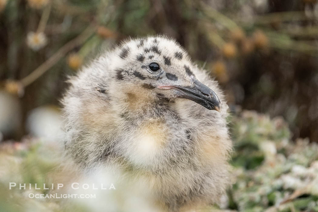 Western Gull Chick at Nest Amidst Plants, Larus occidentalis, La Jolla Cove., Larus occidentalis, natural history stock photograph, photo id 39502