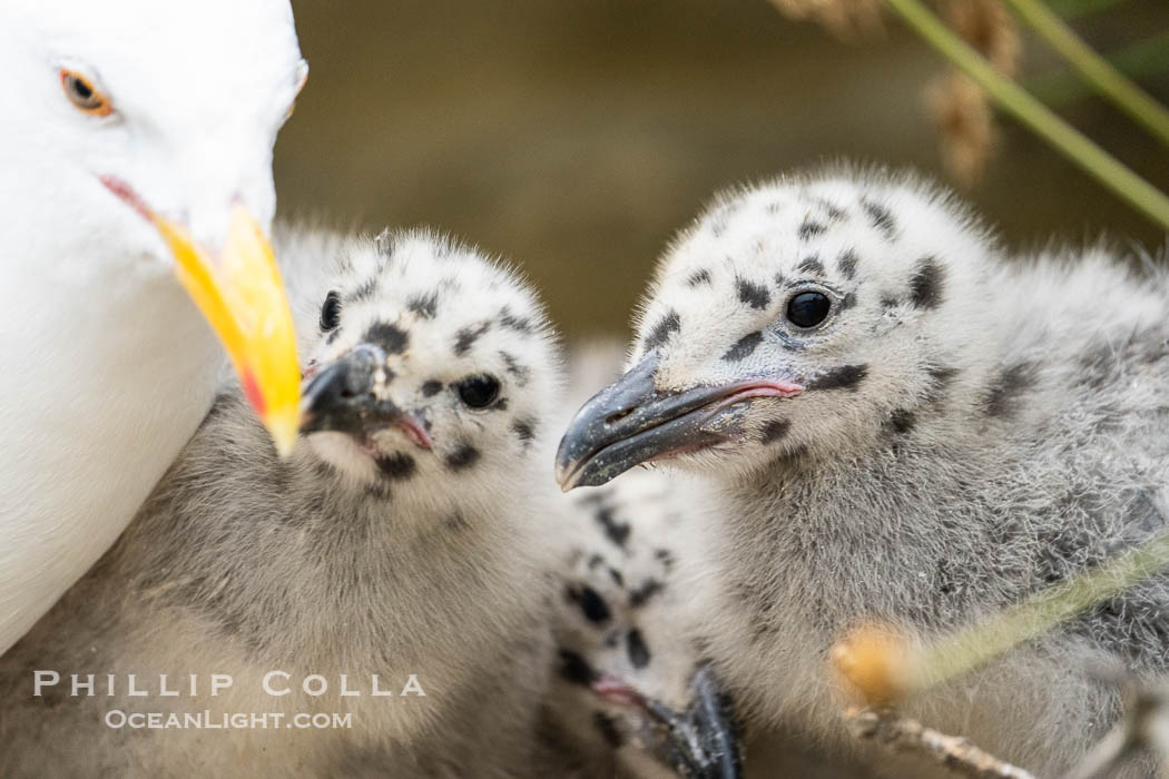 Western Gull Chick at Nest Amidst Plants, Larus occidentalis, La Jolla Cove., Larus occidentalis, natural history stock photograph, photo id 39506