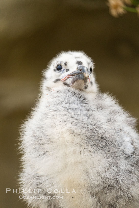 Western Gull Chick at Nest Amidst Plants, Larus occidentalis, La Jolla Cove., Larus occidentalis, natural history stock photograph, photo id 39510