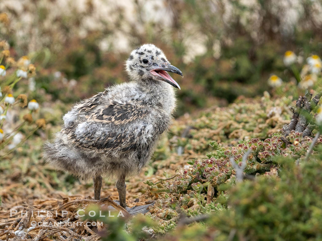 Western Gull Chick at Nest Amidst Plants, Larus occidentalis, La Jolla Cove. California, USA, Larus occidentalis, natural history stock photograph, photo id 39514