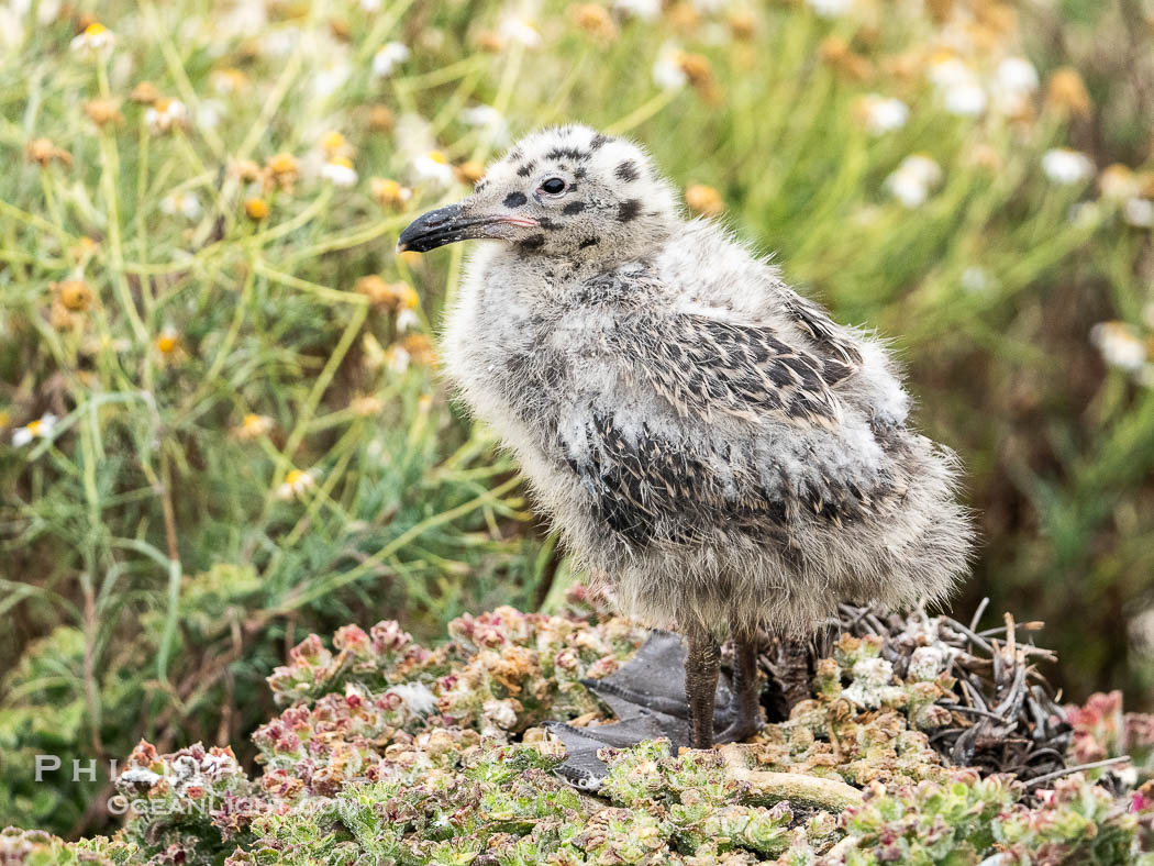 Western Gull Chick at Nest Amidst Plants, Larus occidentalis, La Jolla Cove., Larus occidentalis, natural history stock photograph, photo id 39500