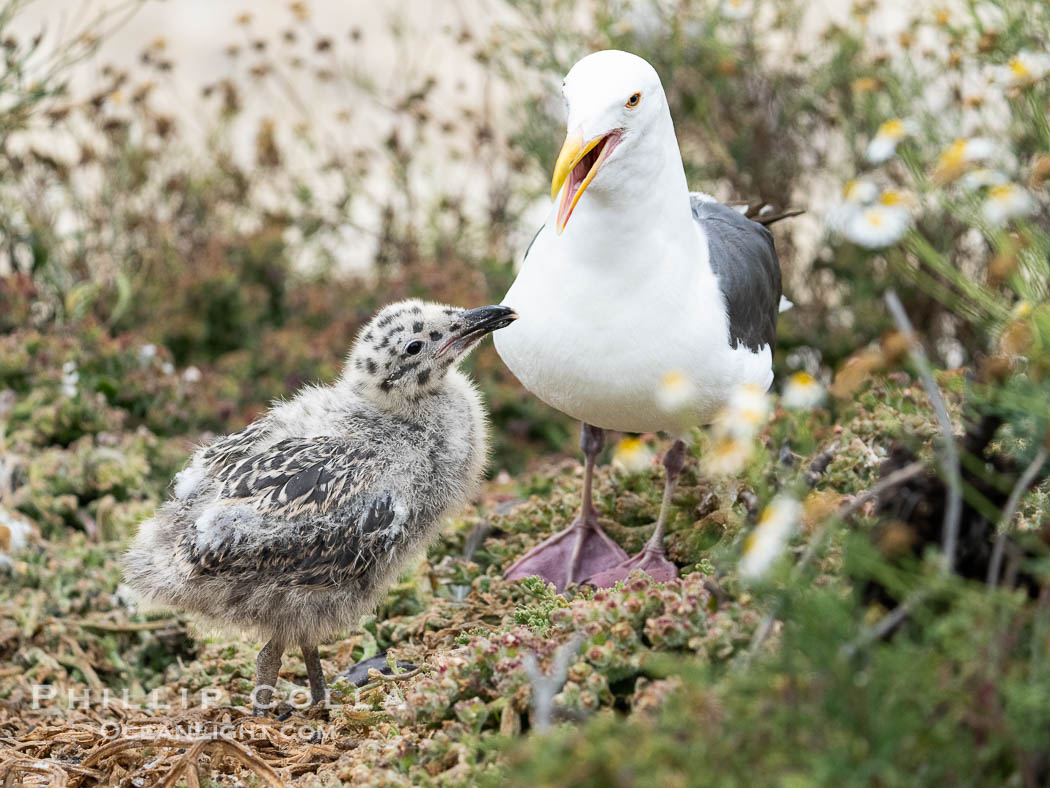 Western Gull Chick at Nest Amidst Plants, Larus occidentalis, La Jolla Cove. California, USA, Larus occidentalis, natural history stock photograph, photo id 39516
