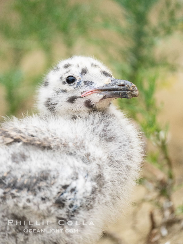 Western Gull Chick at Nest Amidst Plants, Larus occidentalis, La Jolla Cove., Larus occidentalis, natural history stock photograph, photo id 39509