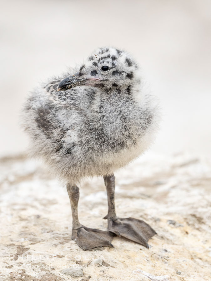 Western Gull Chick on Sea Cliff over the Ocean, Larus occidentalis, La Jolla Cove., Larus occidentalis, natural history stock photograph, photo id 39499