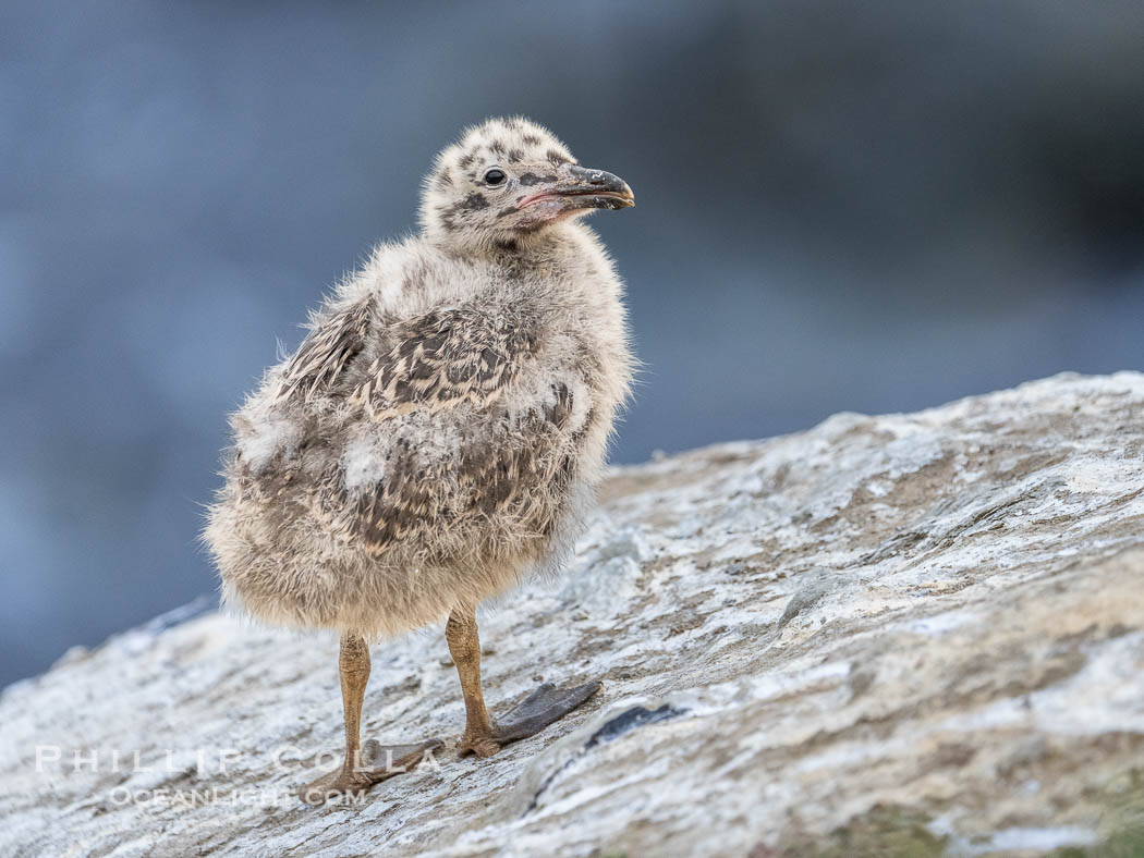 Western Gull Chick on Sea Cliff over the Ocean, Larus occidentalis, La Jolla Cove. California, USA, Larus occidentalis, natural history stock photograph, photo id 39517