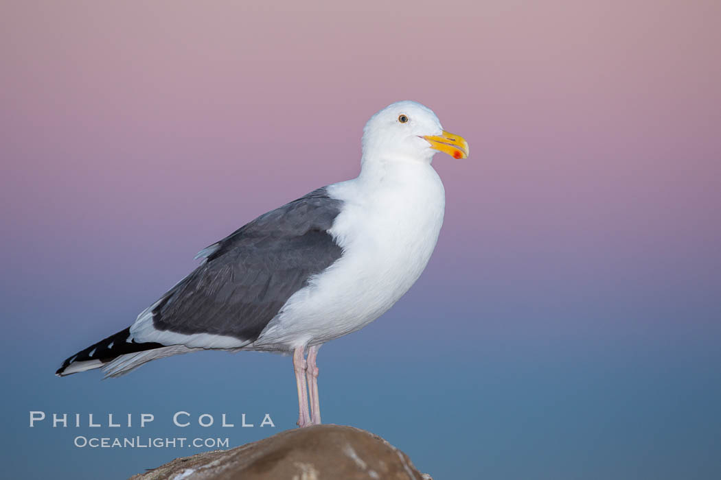 Western gull, early morning pink sky, Larus occidentalis, La Jolla, California