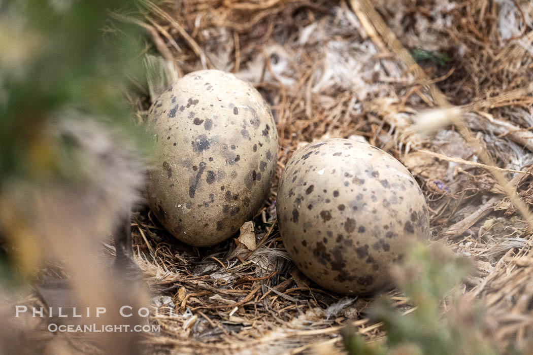 Western Gull Eggs on the Nest, Larus occidentalis, La Jolla Cove. California, USA, Larus occidentalis, natural history stock photograph, photo id 39503