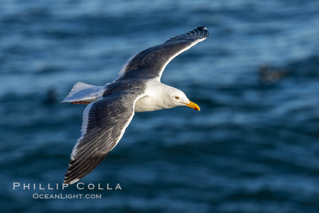 Western Gull in Flight, La Jolla. California, USA, Larus occidentalis, natural history stock photograph, photo id 36834