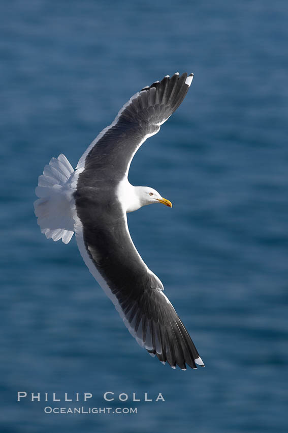 Western gull in flight. La Jolla, California, USA, Larus occidentalis, natural history stock photograph, photo id 20327