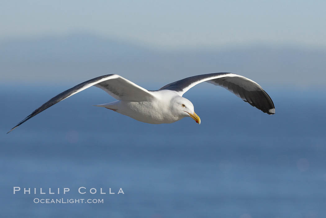 Western gull, flying. La Jolla, California, USA, Larus occidentalis, natural history stock photograph, photo id 20062