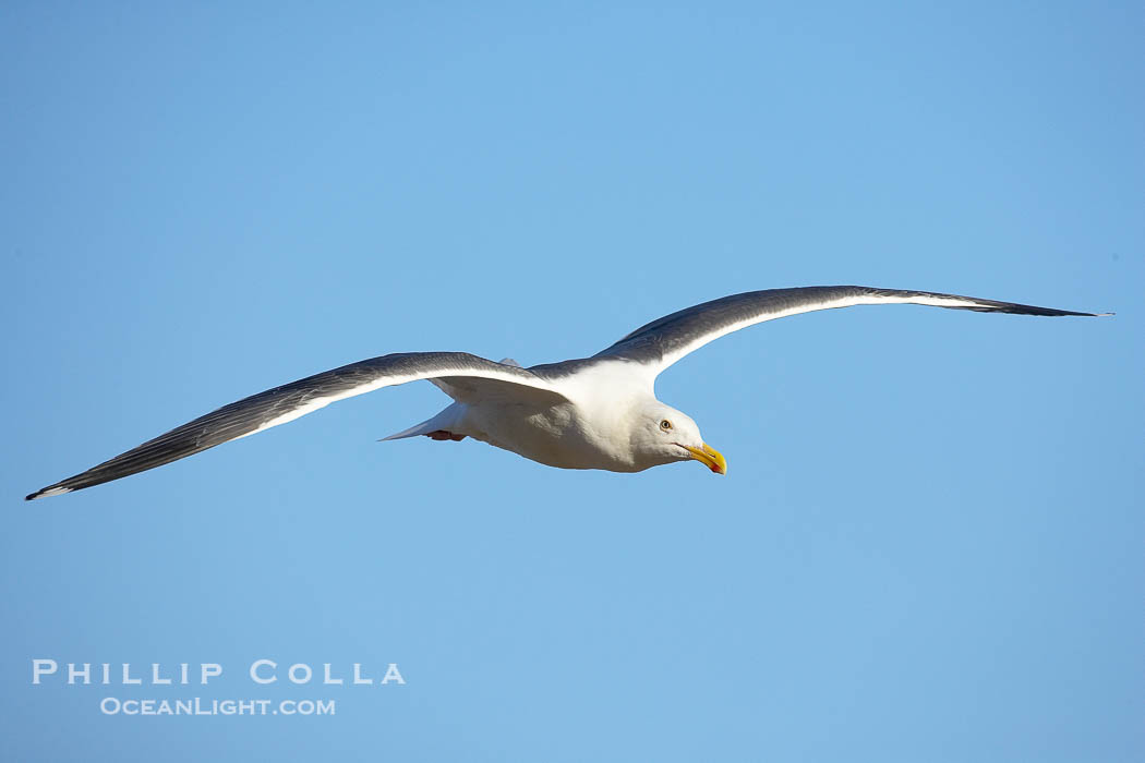 Western gull, flying., Larus occidentalis, natural history stock photograph, photo id 20040