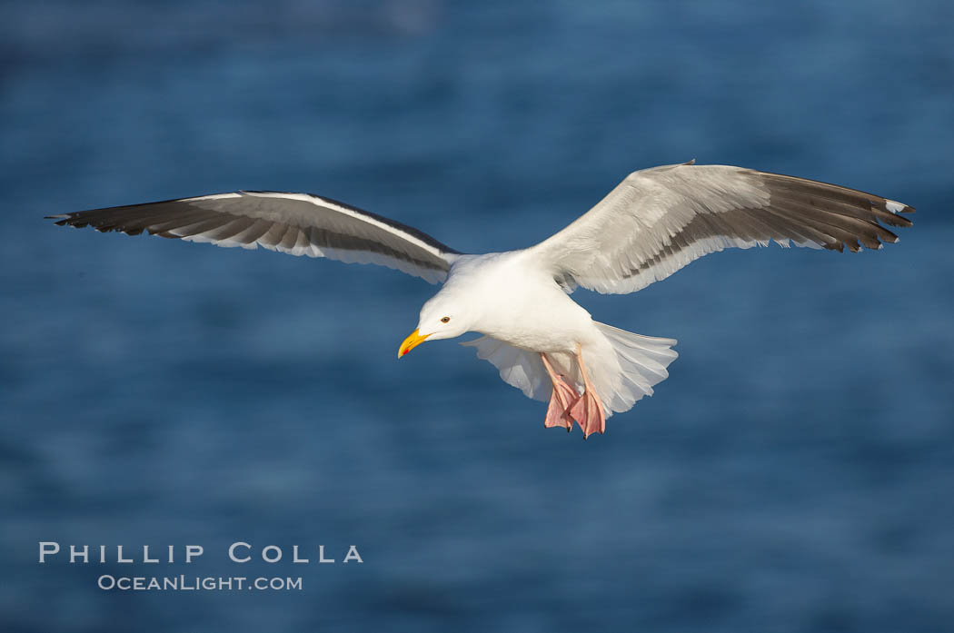 Western gull in flight., Larus occidentalis, natural history stock photograph, photo id 18577