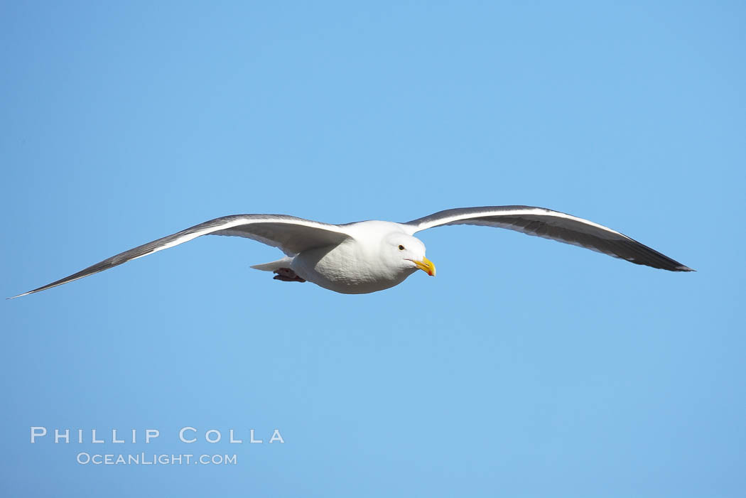 Western gull, flying. La Jolla, California, USA, Larus occidentalis, natural history stock photograph, photo id 20041