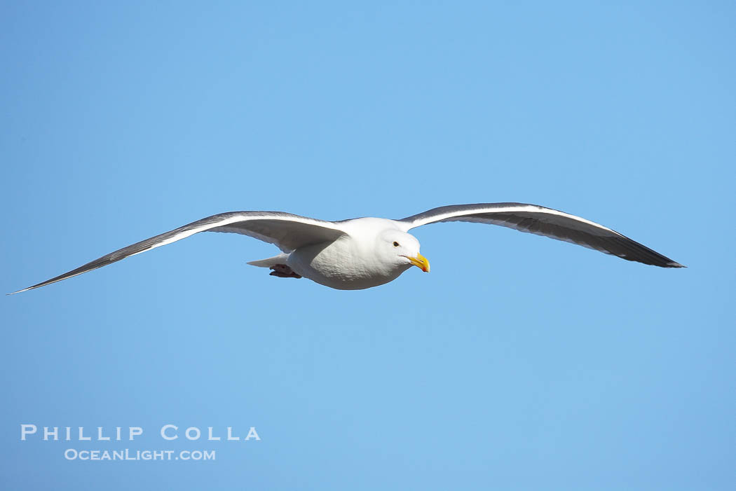 Western gull, flying., Larus occidentalis, natural history stock photograph, photo id 20041