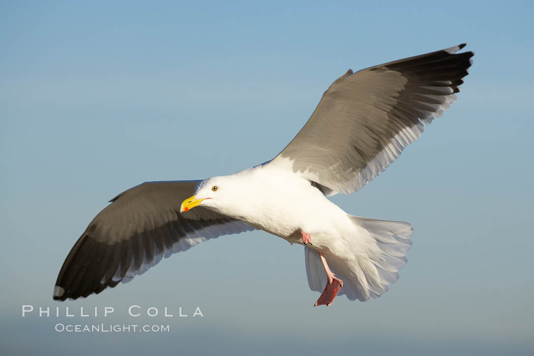 Western gull, flying. La Jolla, California, USA, Larus occidentalis, natural history stock photograph, photo id 20201