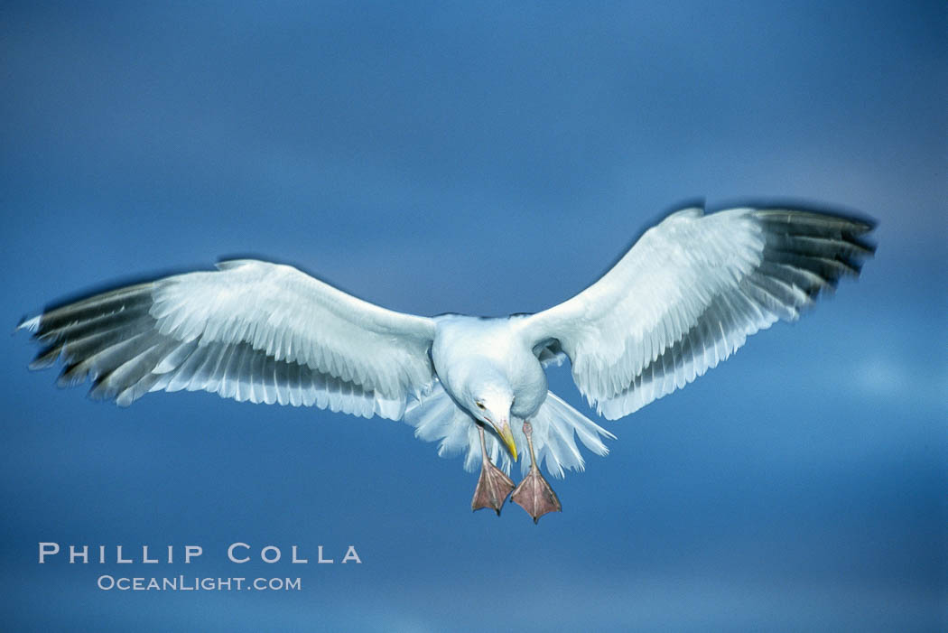 Western gull., Larus occidentalis, natural history stock photograph, photo id 03766