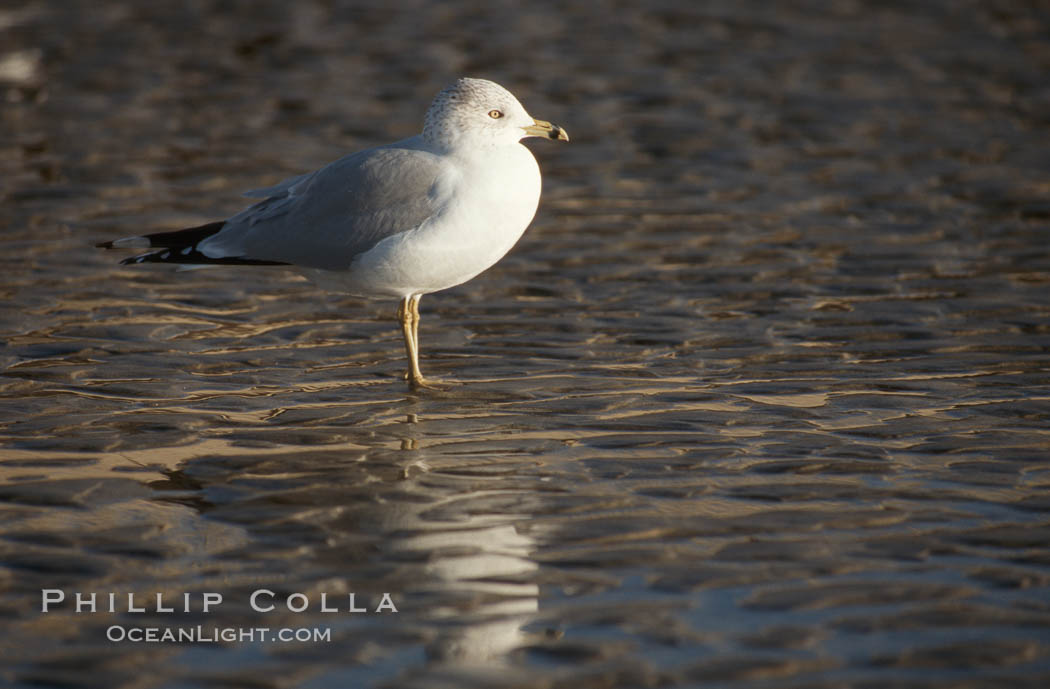 Western gull. Del Mar, California, USA, Larus occidentalis, natural history stock photograph, photo id 05742