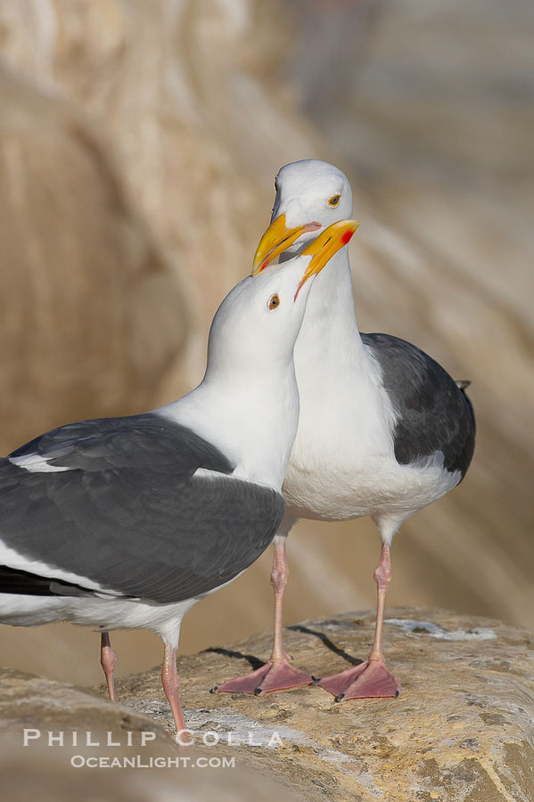 Western gull, courtship display., Larus occidentalis, natural history stock photograph, photo id 15562