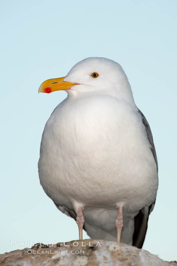 Western gull, adult breeding., Larus occidentalis, natural history stock photograph, photo id 18070