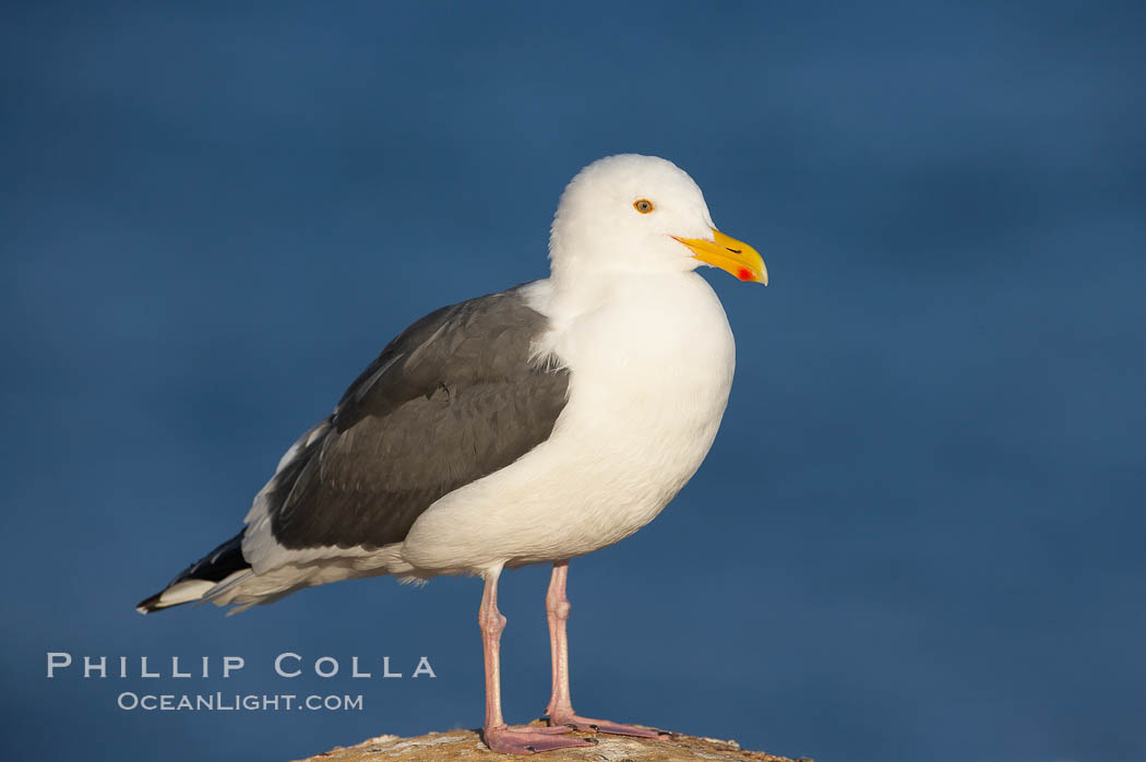 Western gull, adult breeding., Larus occidentalis, natural history stock photograph, photo id 18138
