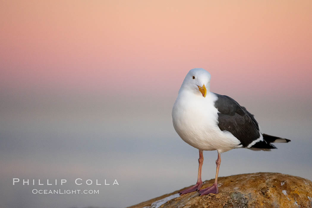 Western gull, early morning pink sky, Larus occidentalis, La Jolla, California