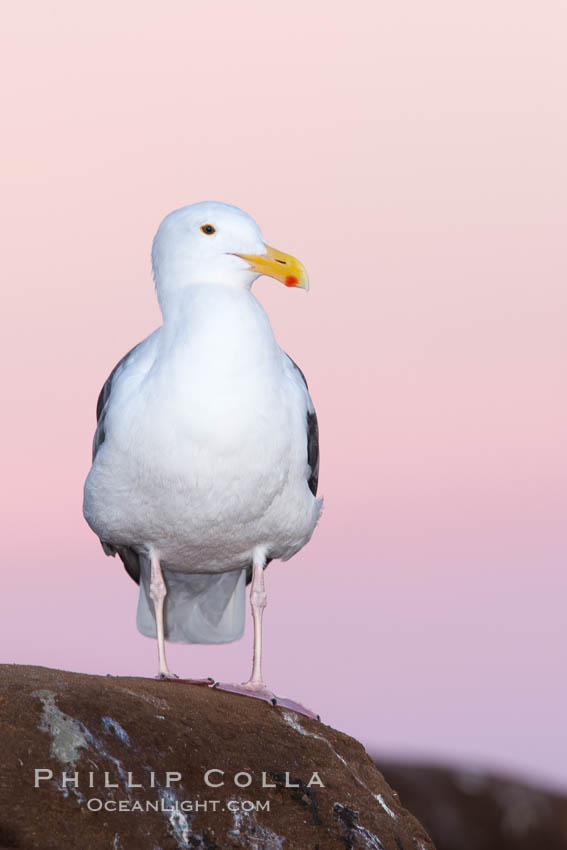 Western gull, pre-sunrise, Larus occidentalis, La Jolla, California