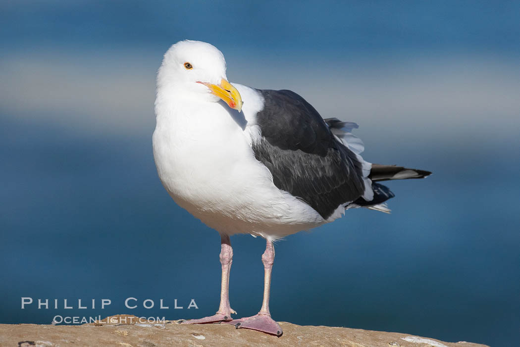 Western gull, adult breeding plumage, note yellow orbital ring around eye, Larus occidentalis, La Jolla, California