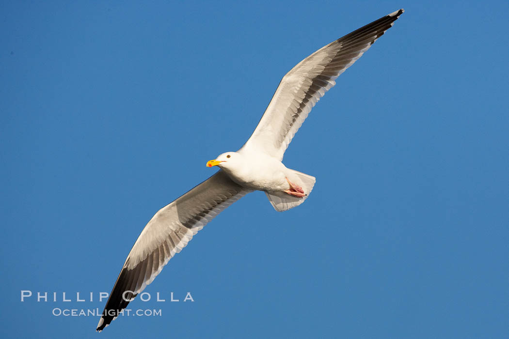 Western gull, flying. La Jolla, California, USA, Larus occidentalis, natural history stock photograph, photo id 15554