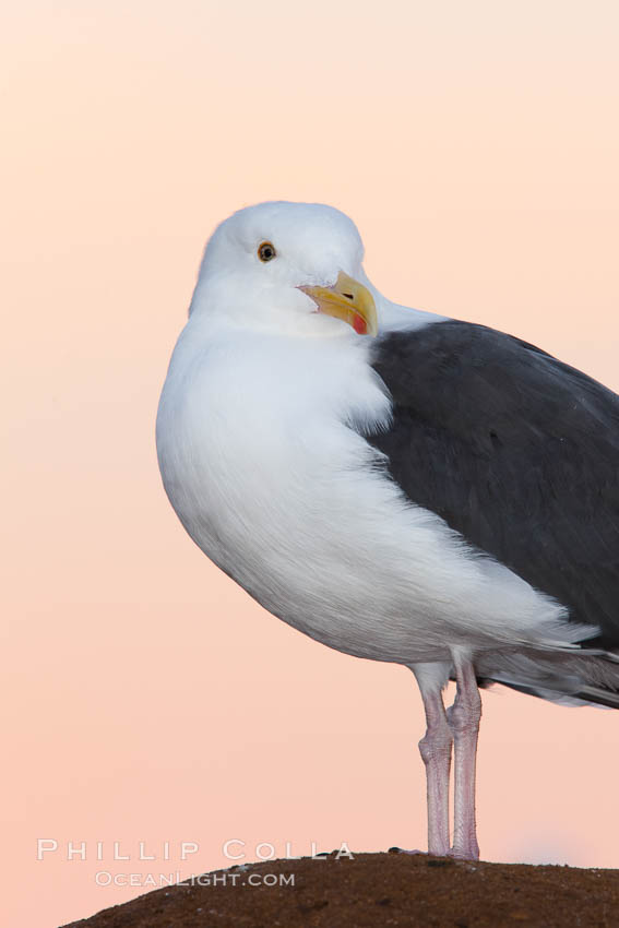 Western gull, pre-sunrise. La Jolla, California, USA, Larus occidentalis, natural history stock photograph, photo id 26294