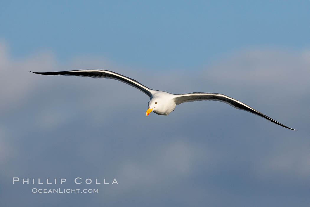 Western gull, flying. La Jolla, California, USA, Larus occidentalis, natural history stock photograph, photo id 15552