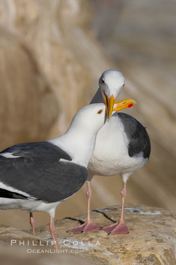 Western gull, courtship display, Larus occidentalis, La Jolla, California