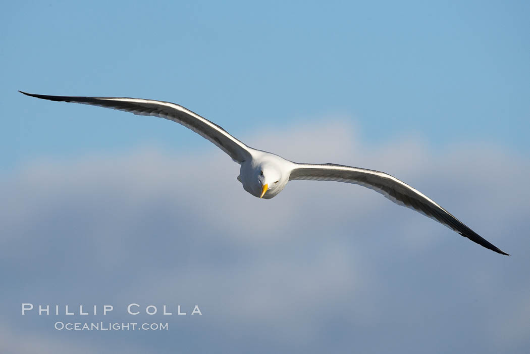 Western gull, flying. La Jolla, California, USA, Larus occidentalis, natural history stock photograph, photo id 15559