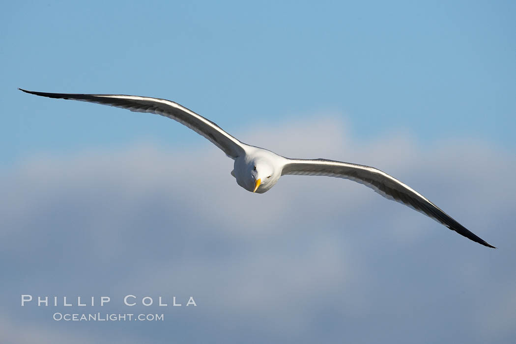 Western gull, flying, Larus occidentalis, La Jolla, California