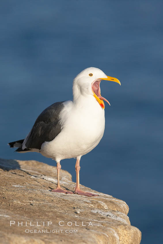 Western gull, open mouth. La Jolla, California, USA, Larus occidentalis, natural history stock photograph, photo id 15553