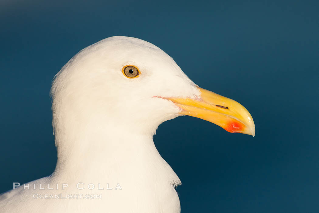 Western gull, Larus occidentalis, La Jolla, California