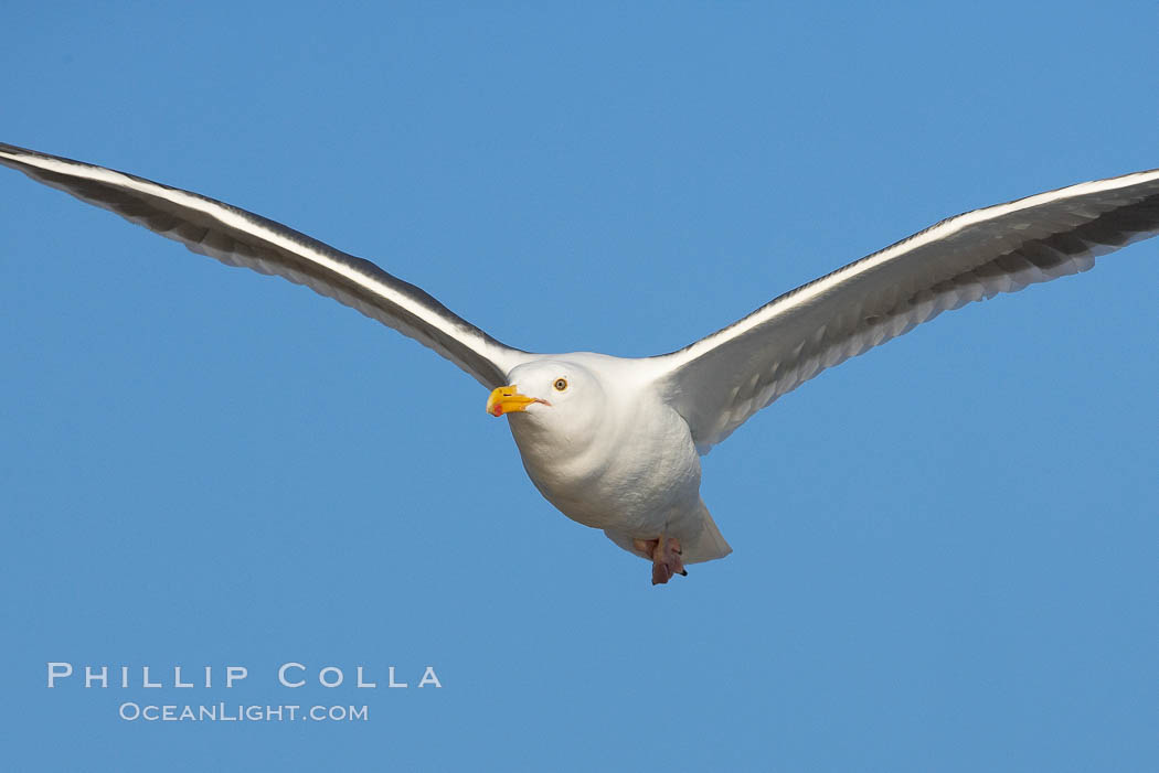 Western gull, flying. La Jolla, California, USA, Larus occidentalis, natural history stock photograph, photo id 15560
