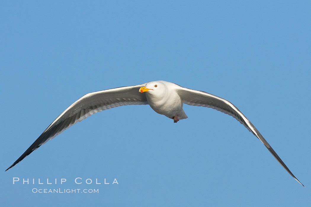 Western gull, flying., Larus occidentalis, natural history stock photograph, photo id 15564