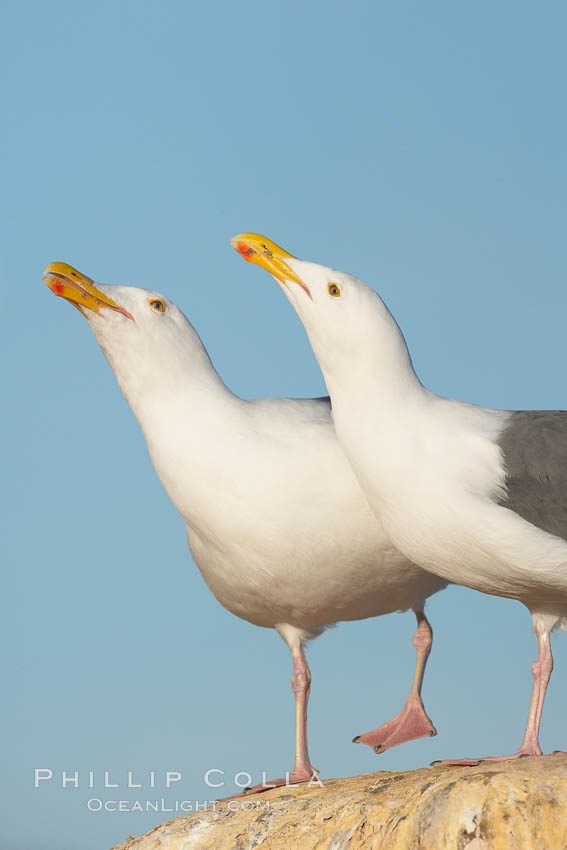 Western gulls, courtship behaviour. La Jolla, California, USA, Larus occidentalis, natural history stock photograph, photo id 18396