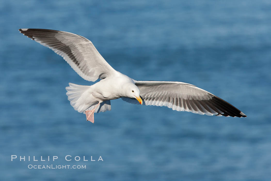 Western gull in flight, Larus occidentalis, La Jolla, California