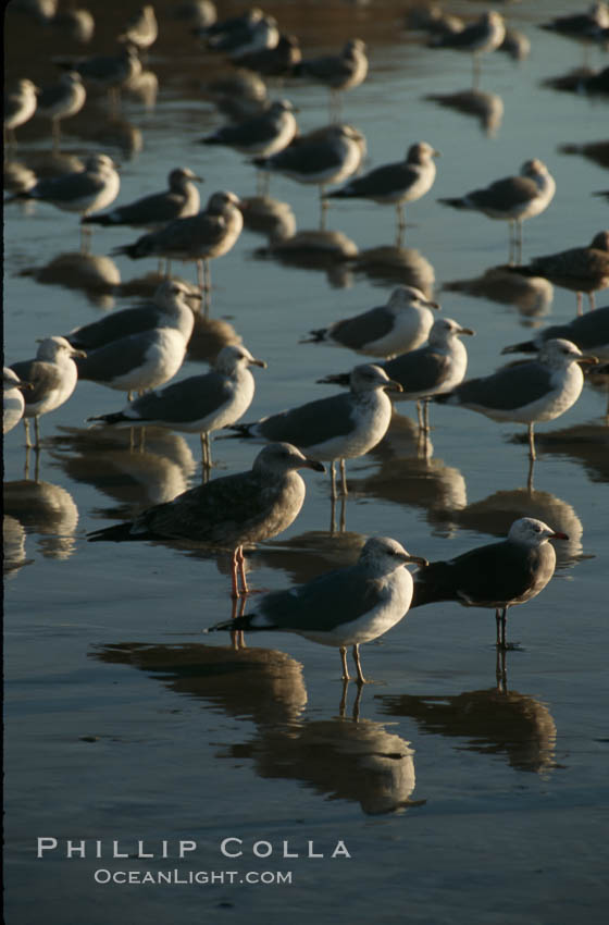 Western and Heermanns gulls. Del Mar, California, USA, Larus heermanni, Larus occidentalis, natural history stock photograph, photo id 05747