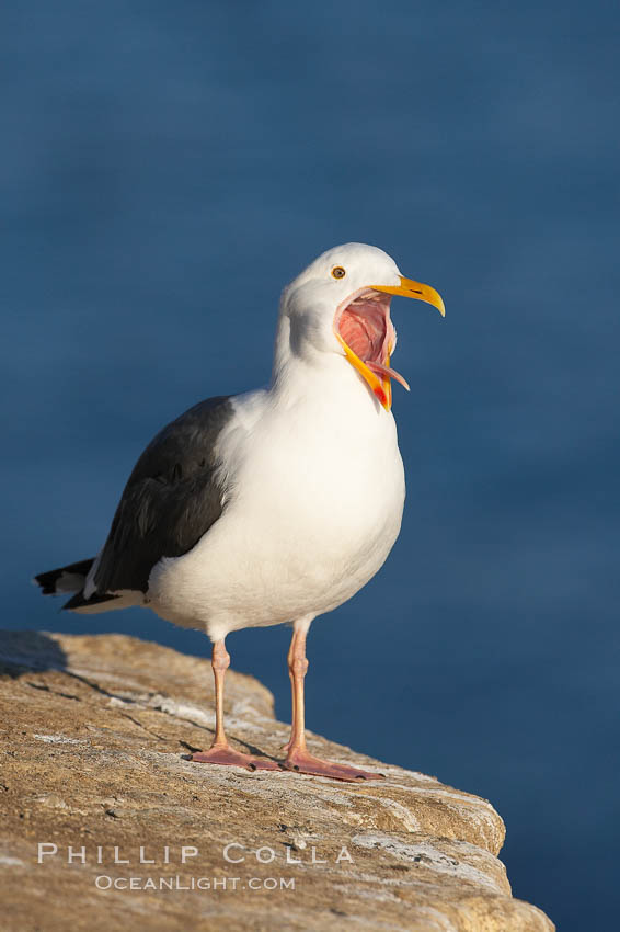 Western gull, open mouth, Larus occidentalis, La Jolla, California