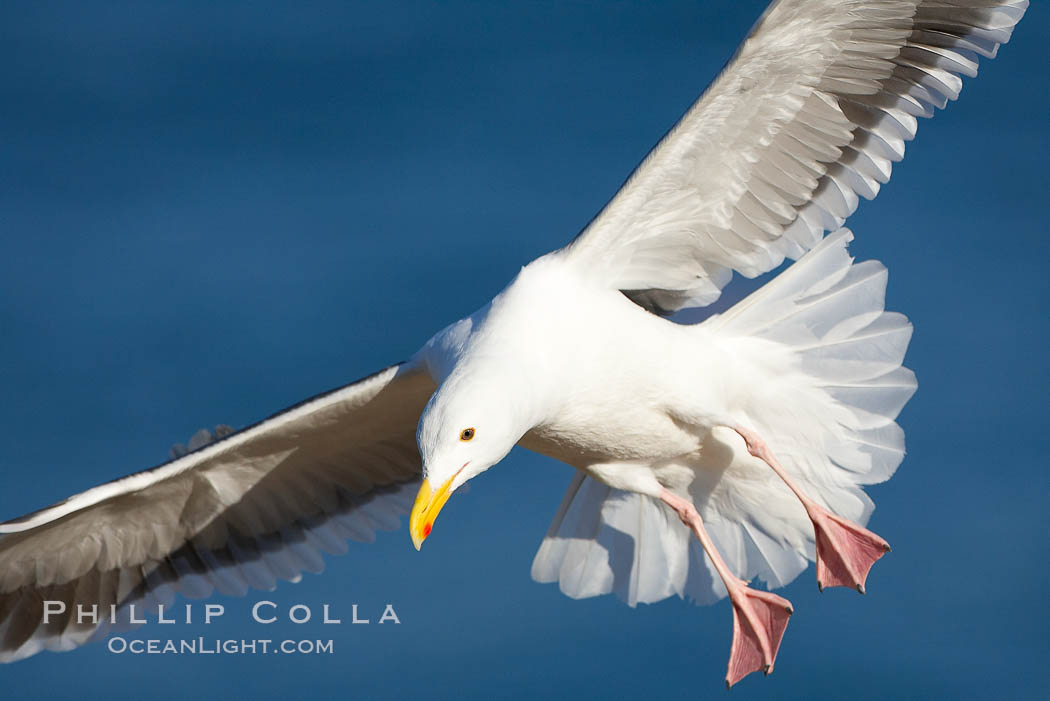 Western gull in flight. La Jolla, California, USA, Larus occidentalis, natural history stock photograph, photo id 18295