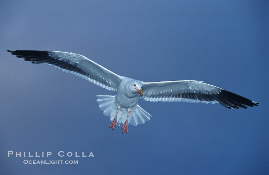 Western gull., Larus occidentalis, natural history stock photograph, photo id 03765