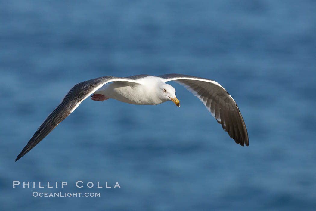 Western gull, flying. La Jolla, California, USA, Larus occidentalis, natural history stock photograph, photo id 15561