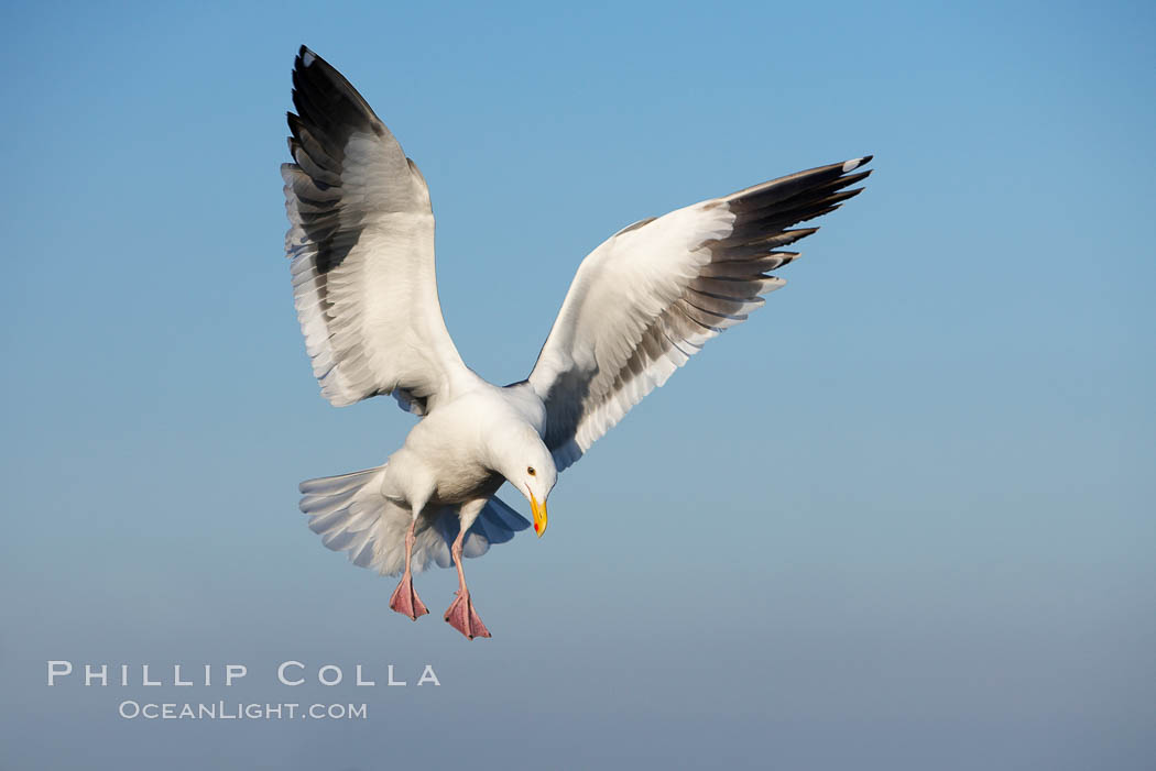 Western gull in flight. La Jolla, California, USA, Larus occidentalis, natural history stock photograph, photo id 18293