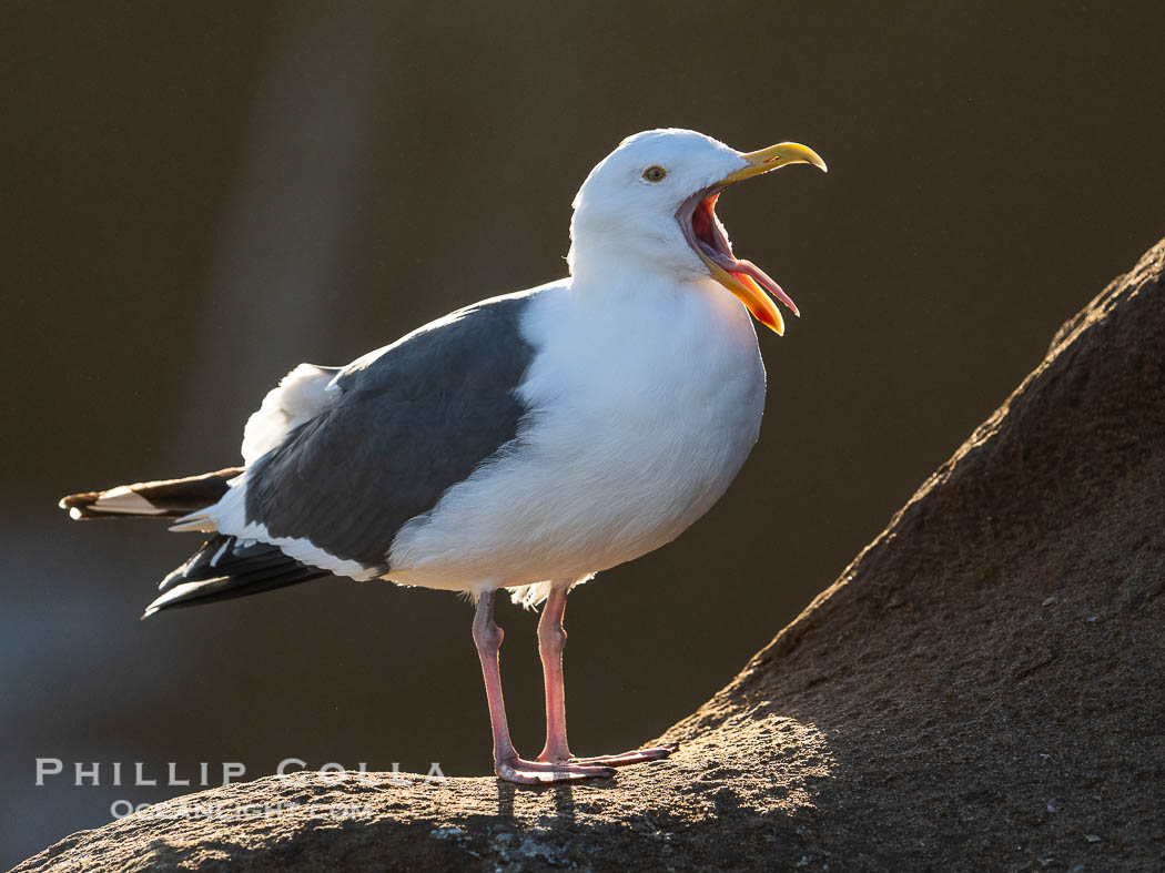 Western Gull with Mouth Open Backlit by Sunrise. La Jolla, California, USA, natural history stock photograph, photo id 40045