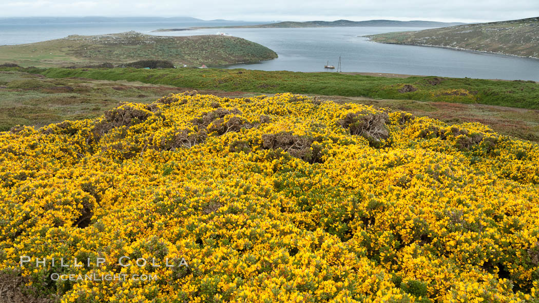 Westpoint Island. Falkland Islands, United Kingdom, natural history stock photograph, photo id 23956