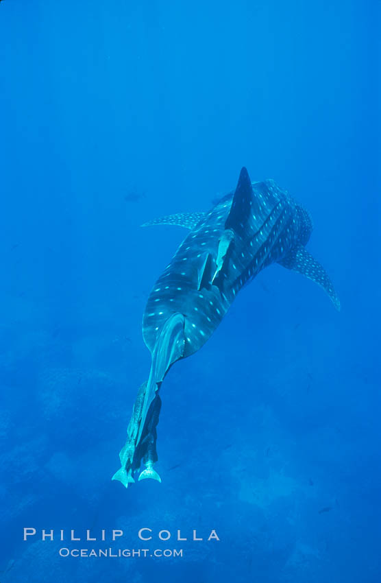 Whale shark. Darwin Island, Galapagos Islands, Ecuador, Rhincodon typus, natural history stock photograph, photo id 01500