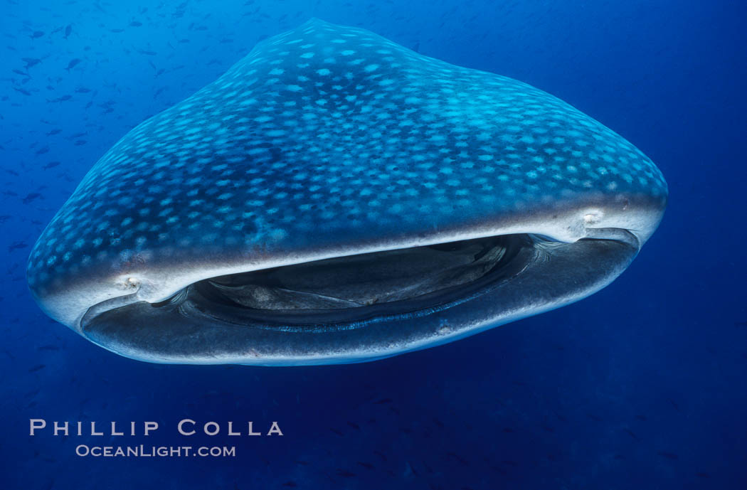 Whale shark, Rhincodon typus, Darwin Island