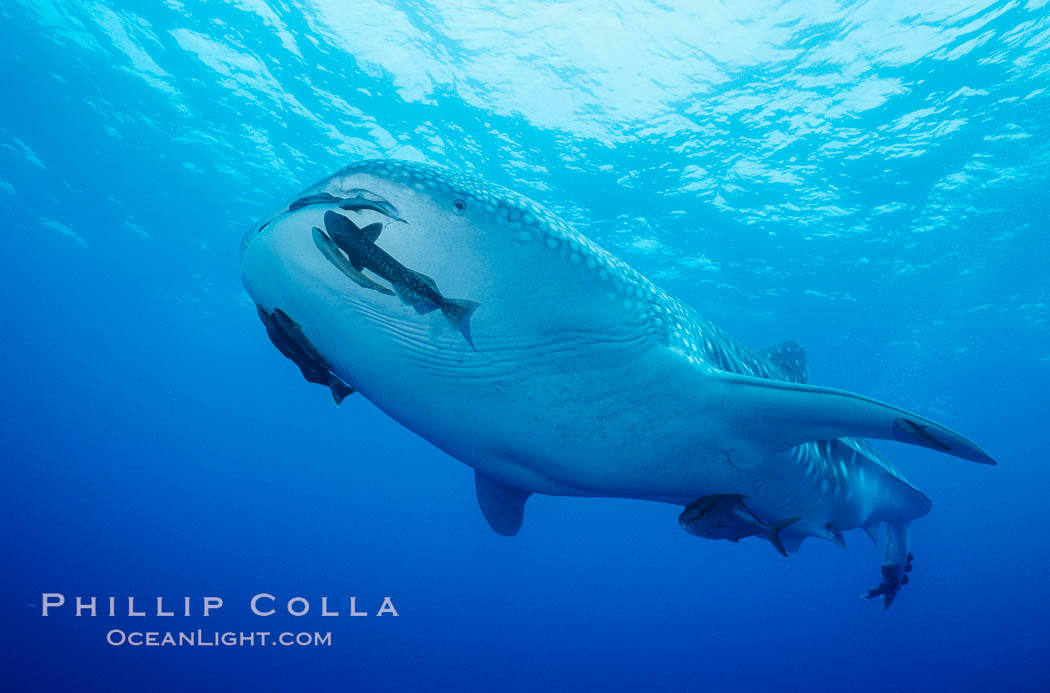 A whale shark swims through the open ocean in the Galapagos Islands.  The whale shark is the largest shark on Earth, but is harmless eating plankton and small fish. Darwin Island, Ecuador, Rhincodon typus, natural history stock photograph, photo id 01520